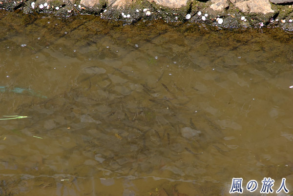 川を泳ぐ魚　平瀬川桜祭りの写真