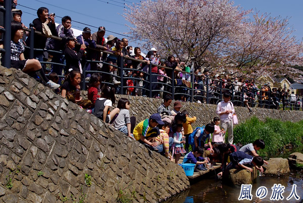 女子より魚　平瀬川桜祭りの写真