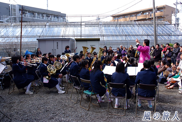 中学生の吹奏楽　宿河原桜まつりの写真