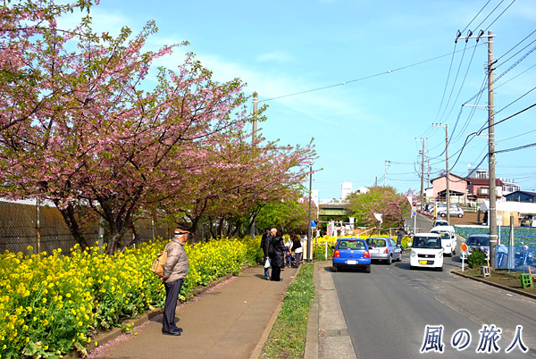 京急沿いの桜並木　三浦海岸桜まつりの写真