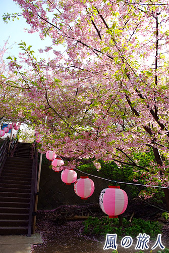 ぼんぼり　三浦海岸桜まつりの写真