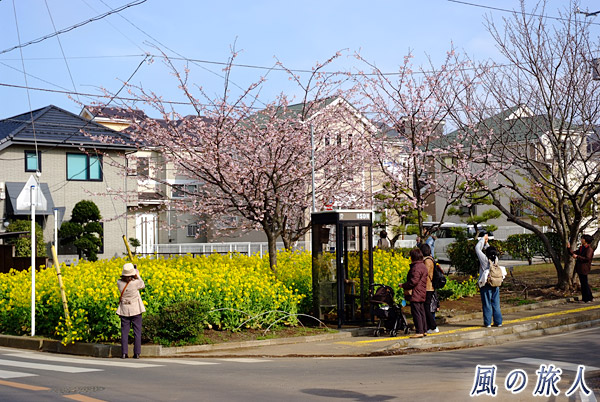 道路脇の桜　三浦海岸桜まつりの写真