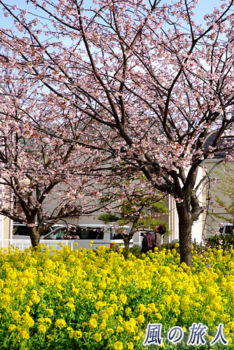 菜の花と河津桜　三浦海岸桜まつりの写真