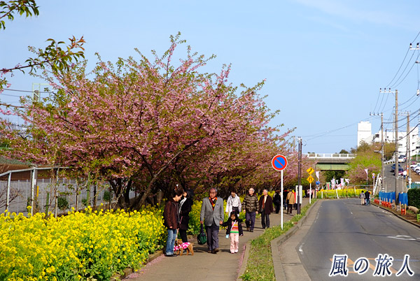 桜並木を歩く人々　三浦海岸桜まつりの写真