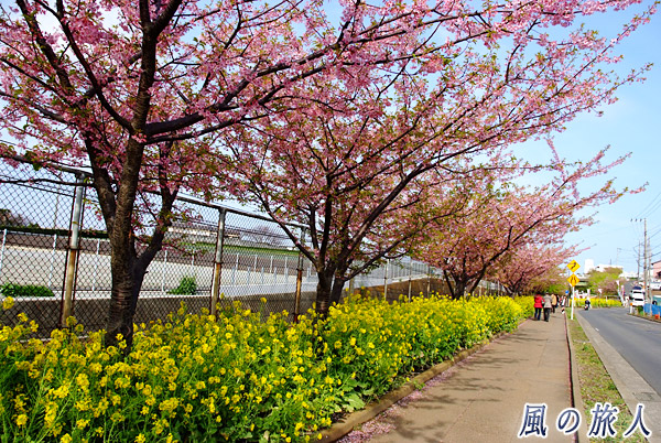 桜並木と菜の花　三浦海岸桜まつりの写真