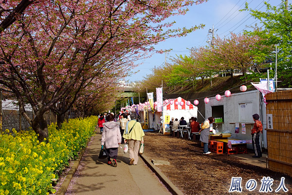 特設のテント村　三浦海岸桜まつりの写真