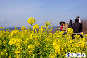 吾妻山菜の花ウォッチングの写真