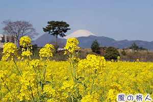 大井町菜の花まつりの写真