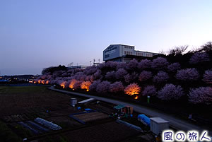 一の堰ハラネ桜まつりの写真