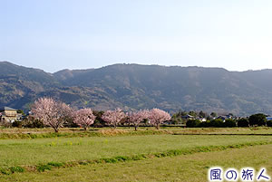 なばな・春めき桜まつりの写真