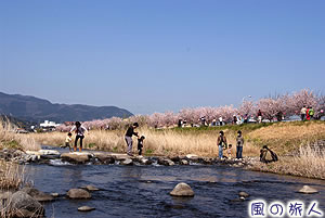 春木径・幸せ道桜まつりの写真