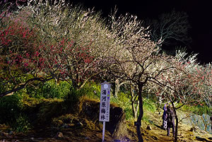 湯河原梅林 梅の宴の写真