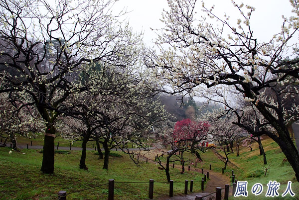 雨上がりの梅林　大倉山公園梅林の写真