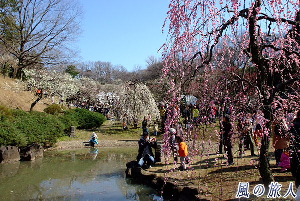 池の周囲　大倉山観梅会の写真