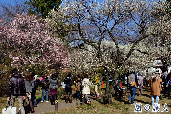 梅の写真を撮る人々　大倉山観梅会の写真