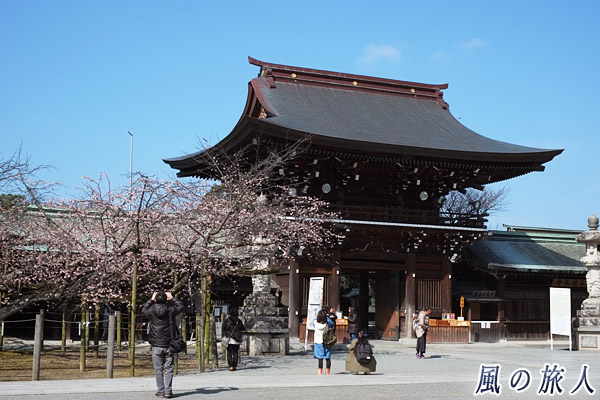 宮地嶽神社流し雛神事　寒緋桜と楼門の写真