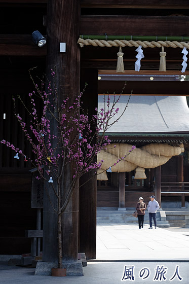 宮地嶽神社流し雛神事　楼門のお花雛と拝殿の大注連縄の写真