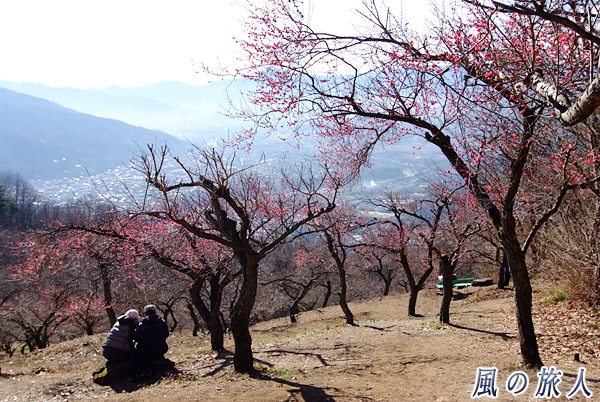 梅林　宝登山の蝋梅の写真