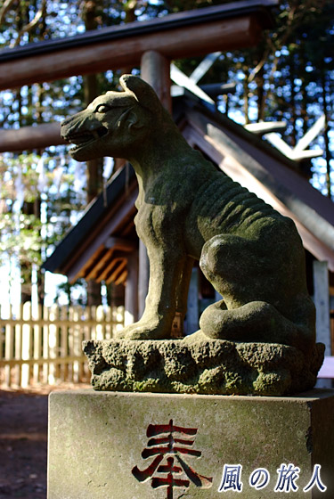宝登山神社奥宮の狛犬　宝登山の蝋梅の写真