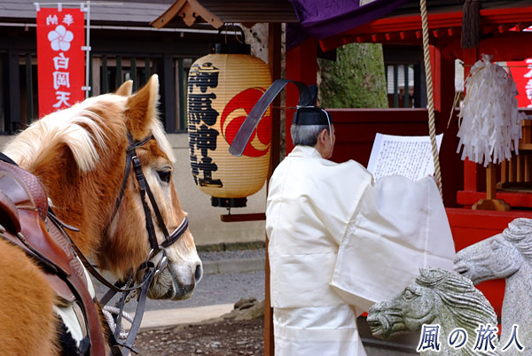 馬の耳にも祝詞・・・　白岡八幡神社春の例大祭の写真