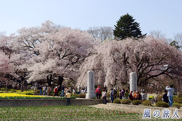 実相寺境内　神代桜祭り（山高神代桜）の写真