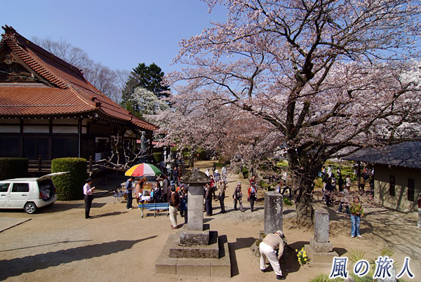 実相寺　神代桜祭り（山高神代桜）の写真