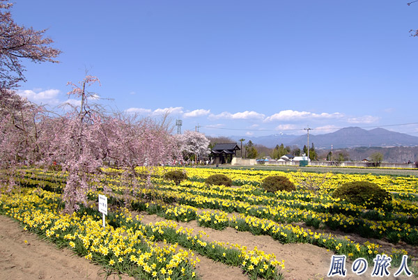 境内前の水仙　神代桜祭り（山高神代桜）の写真