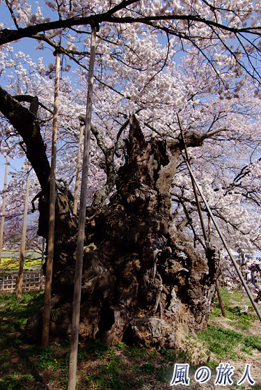 妖怪のような姿　神代桜祭り（山高神代桜）の写真