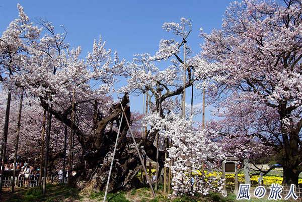 神代桜祭り（山高神代桜）の写真