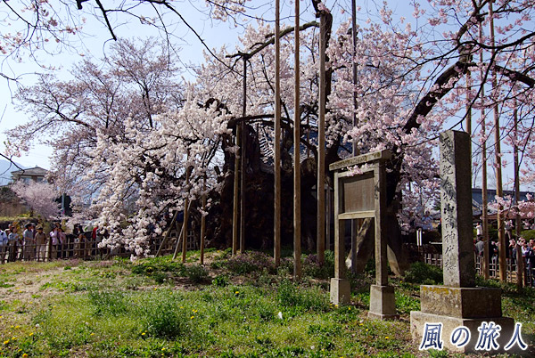 天然記念物の石碑と神代桜の写真