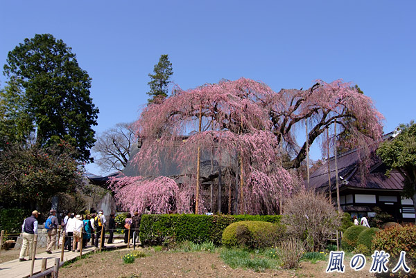 慈雲寺のイトザクラ　甲州市えんざん桃源郷　ひな飾りと桃の花まつりの写真