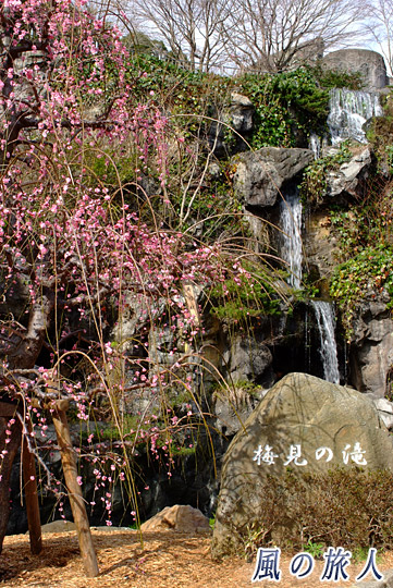 梅見の滝　熱海梅園梅まつりの写真