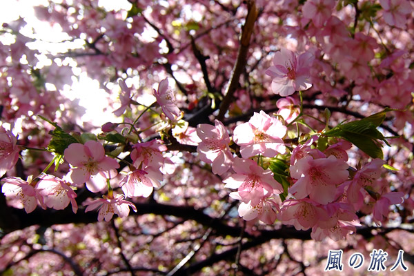 河津桜の写真