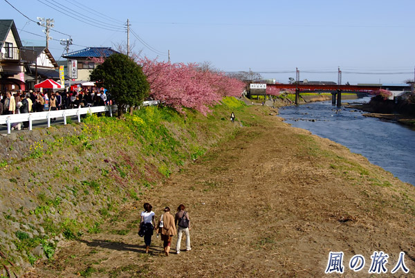 伊豆急の線路付近の河川敷　河津桜まつりの写真