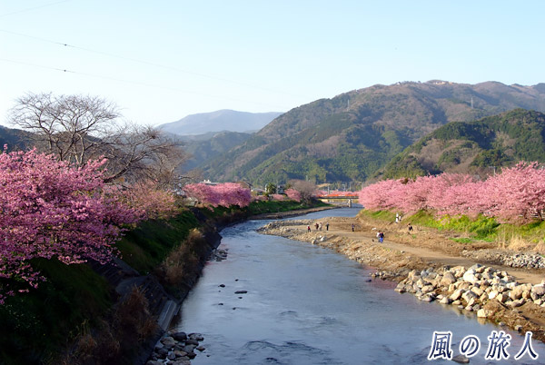 川沿いに続く桜並木　河津桜まつりの写真