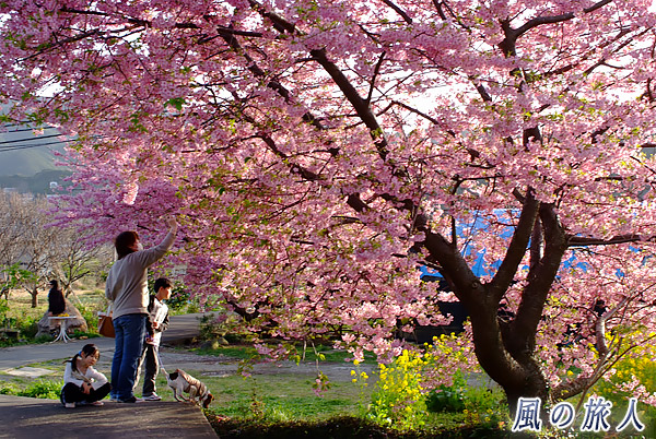 桜の木の下で　河津桜まつりの写真