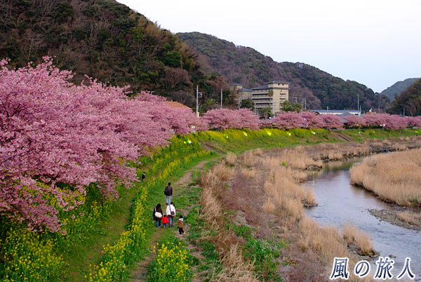 川沿いの桜並木と菜の花　みなみの桜と菜の花まつりの写真