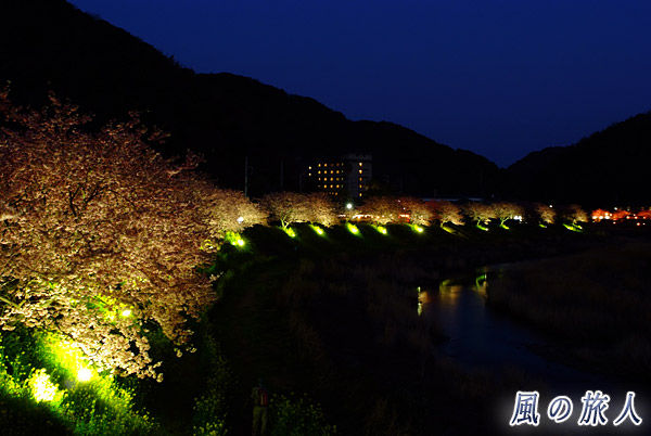 桜並木のライトアップ　みなみの桜と菜の花まつりの写真