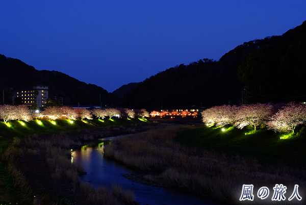 桜並木のライトアップ　みなみの桜と菜の花まつりの写真