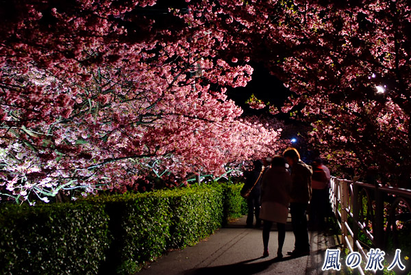 メイン会場付近のライトアップ　河津桜まつりの写真