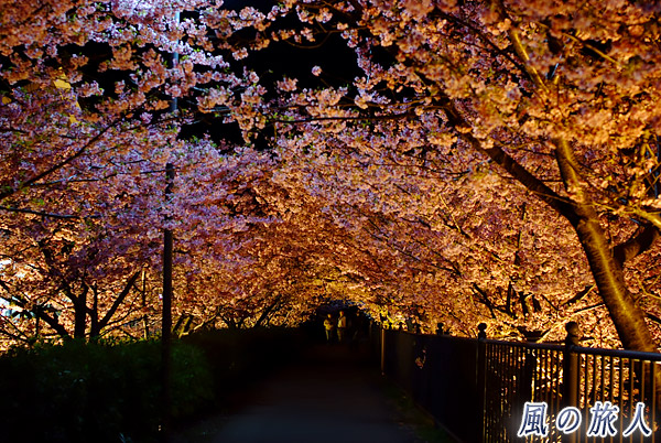 峰温泉の桜のトンネルのライトアップ　河津桜まつりの写真