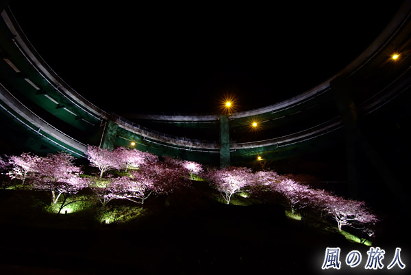 ループ橋のライトアップ　河津桜まつりの写真