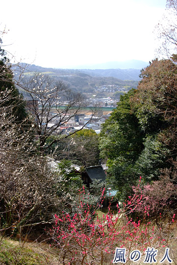 大仁神社のある谷　おおひと梅まつりの写真