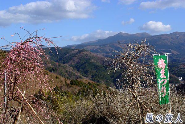 梅まつりの幟　月ケ瀬梅林梅祭りの写真