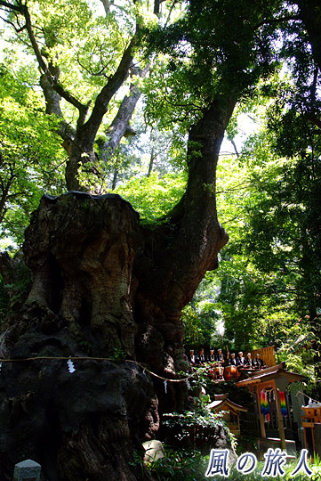 大木と小人　来宮神社大楠祭の写真