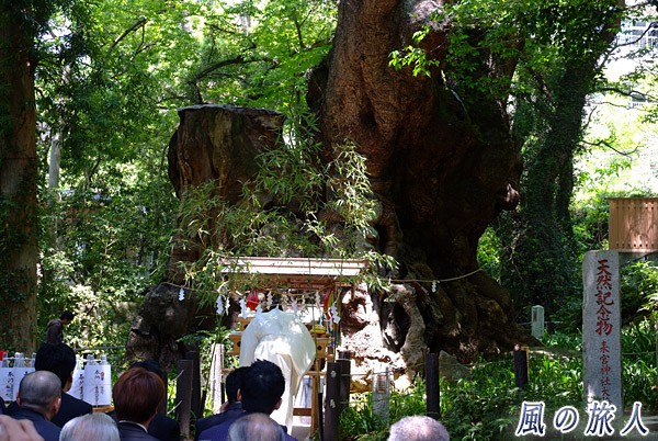 大楠前での神事　来宮神社大楠祭の写真