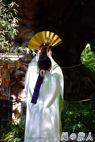 巫女の舞　来宮神社大楠祭の写真