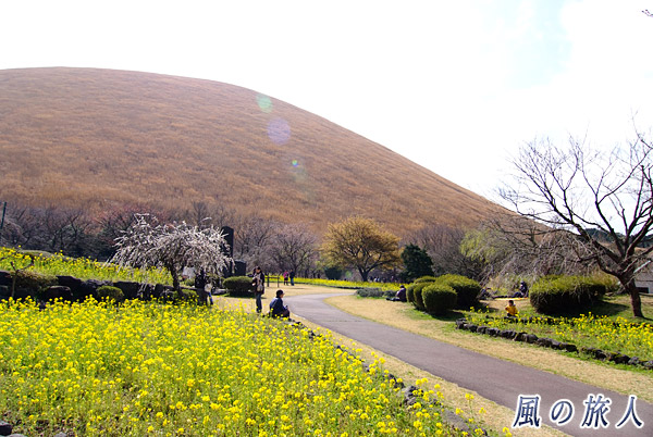 さくらの里　伊豆高原桜まつりの写真