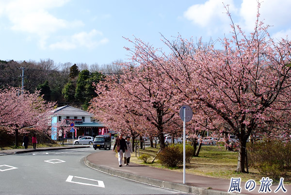 おおかん桜の並木　伊豆高原桜まつりの写真