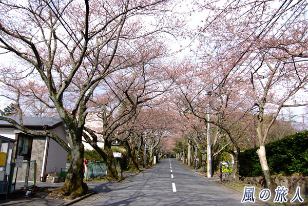 ソメイヨシノの桜並木　伊豆高原桜まつりの写真